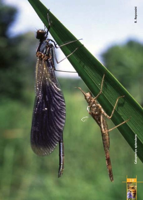 Fauna invertebrati Parco Roccolo - Agenda 21 Est Ticino