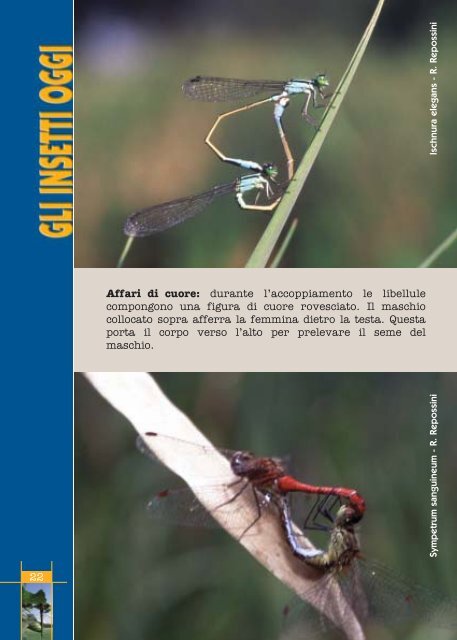 Fauna invertebrati Parco Roccolo - Agenda 21 Est Ticino