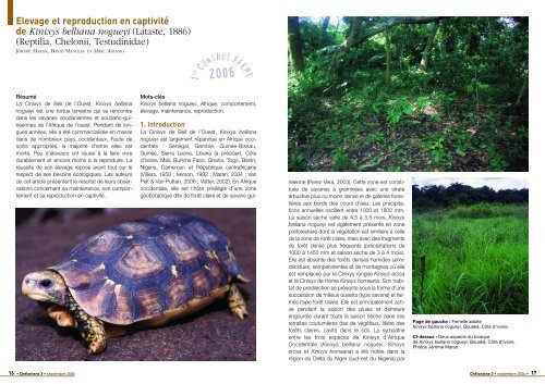 Kinixys belliana nogueyi - Association du refuge des tortues