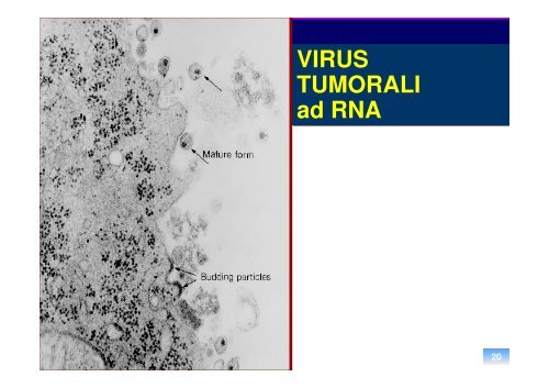 oncogenesi virale - Sezione di Microbiologia