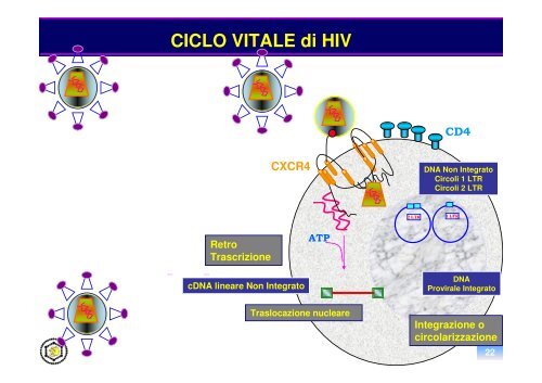 oncogenesi virale - Sezione di Microbiologia