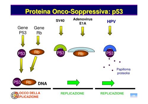 oncogenesi virale - Sezione di Microbiologia