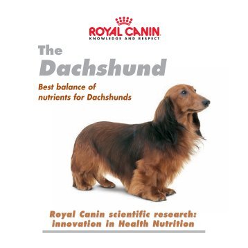 Dachshund - Royal Canin USA