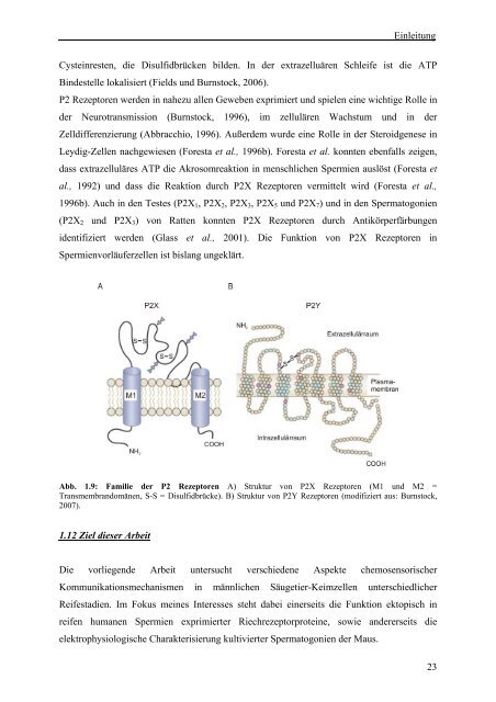 Identifikation und funktionale Charakterisierung - Logo Dragon-Ivf ...