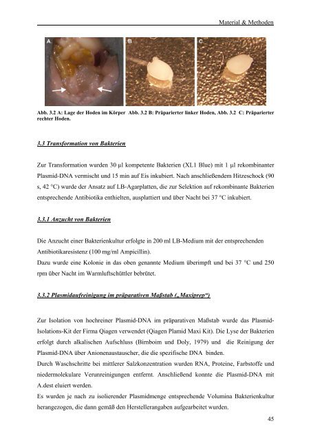 Identifikation und funktionale Charakterisierung - Logo Dragon-Ivf ...