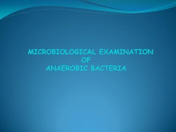 anaerobic bacteria