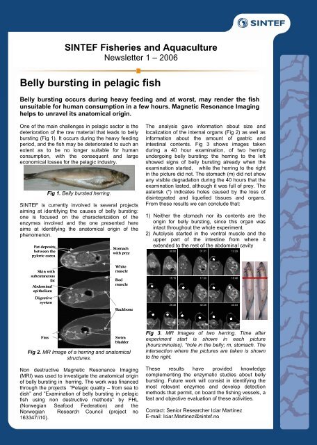 Belly bursting in pelagic fish - Sintef