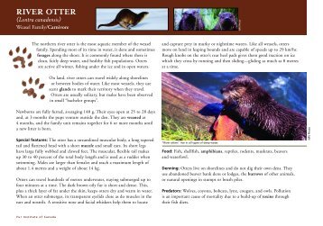 RIVER OTTER - Fur Institute of Canada