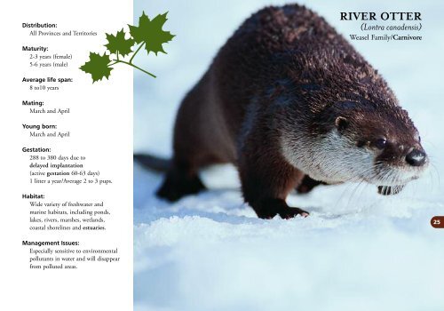 RIVER OTTER - Fur Institute of Canada