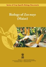 Biology of Maize - IGMORIS - Indian GMO Research Information ...