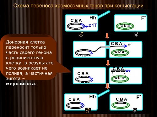 ÐÐµÐ½ÐµÑÐ¸ÐºÐ° Ð¼Ð¸ÐºÑÐ¾Ð¾ÑÐ³Ð°Ð½Ð¸Ð·Ð¼Ð¾Ð²2010 October.pdf