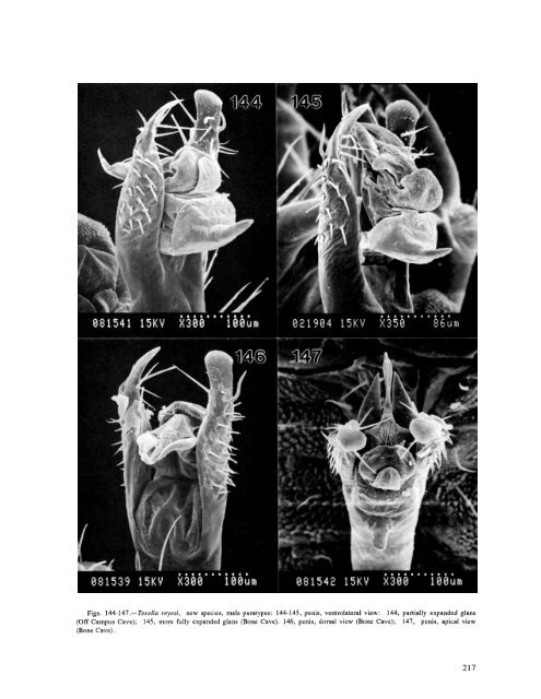 searchable PDF - Association for Mexican Cave Studies