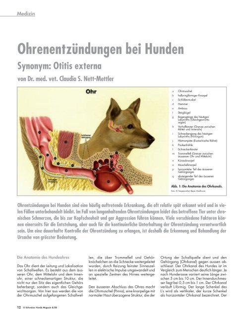 Ohrenentzündungen bei Hunden