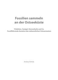 Fossilien sammeln an der Ostseeküste