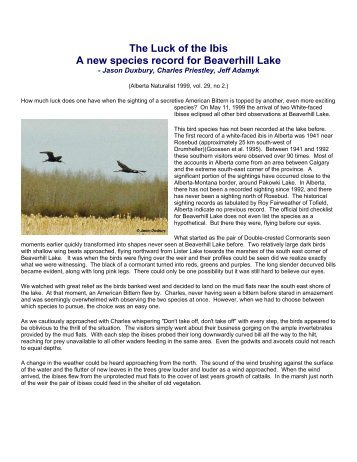 The Luck of the Ibis A new species record for Beaverhill Lake