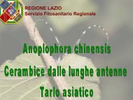 Lotta al cerambicide asiatico Anoplophora chinensis - Parks.it