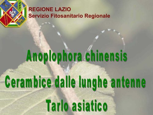 Lotta al cerambicide asiatico Anoplophora chinensis - Parks.it