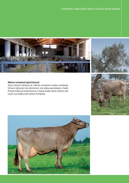 Brown Swiss_All languages.indd