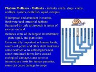 Phylum Mollusca - Mollusks - includes snails, slugs, clams, scallops ...