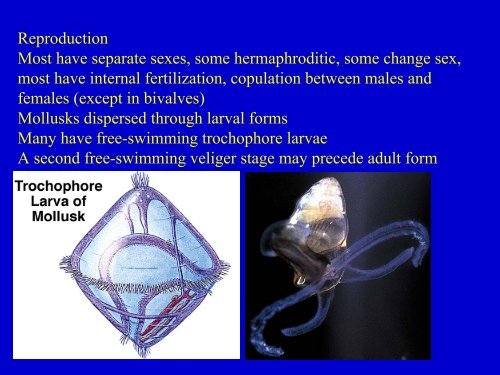 Phylum Mollusca Characteristics Classification Examples