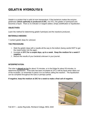 GELATIN HYDROLYSIS