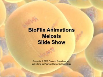 BioFlix Animations Meiosis Slide Show