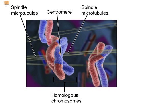 BioFlix Animations Meiosis Slide Show