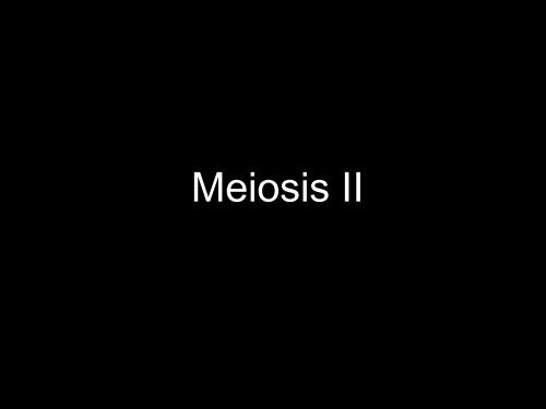 BioFlix Animations Meiosis Slide Show