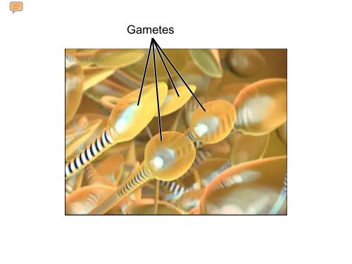 BioFlix Animations Meiosis Slide Show