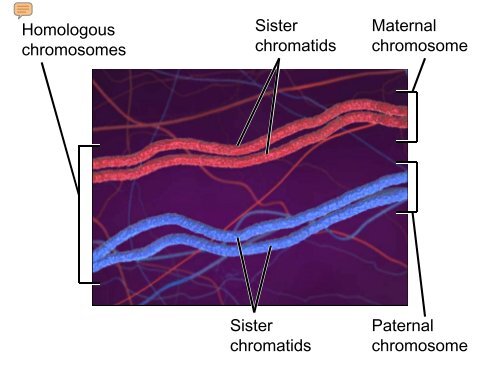 BioFlix Animations Meiosis Slide Show