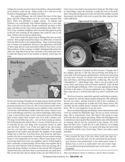 BCOA Bulletin January-February-March 2008 - the Basenji Club of ...