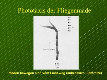 Die GrÃ¶sse der Gehirnregionen reflektieren ihre relative Bedeutung