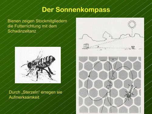 Die GrÃ¶sse der Gehirnregionen reflektieren ihre relative Bedeutung