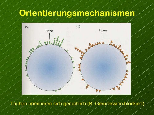 Die GrÃ¶sse der Gehirnregionen reflektieren ihre relative Bedeutung