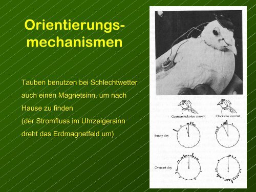 Die GrÃ¶sse der Gehirnregionen reflektieren ihre relative Bedeutung