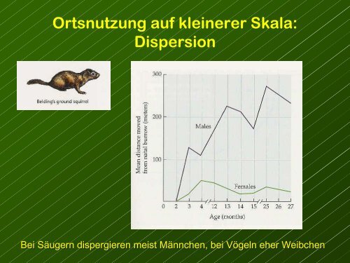 Die GrÃ¶sse der Gehirnregionen reflektieren ihre relative Bedeutung