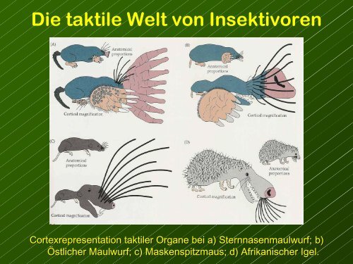 Die GrÃ¶sse der Gehirnregionen reflektieren ihre relative Bedeutung