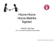 HÃ¼cre-HÃ¼cre HÃ¼cre-Matriks Ä°liÅkileri - Ankara Ãniversitesi TÄ±p FakÃ¼ltesi