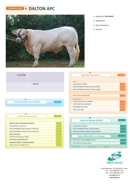 CHAROLAIS FRANCAIS NEW - Sersia France