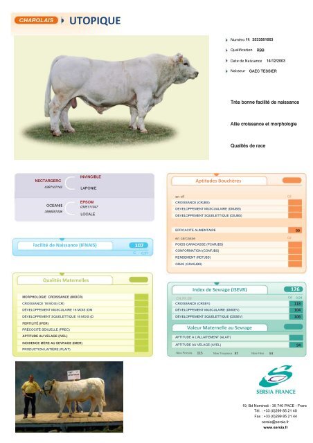 CHAROLAIS FRANCAIS NEW - Sersia France