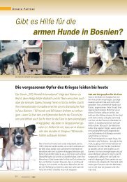 armen Hunde in Bosnien? - SOS animali international