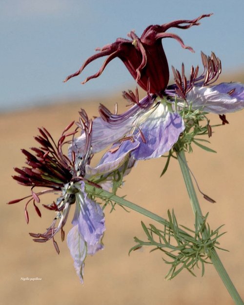 Flora Vascular de AndalucÃ­a Oriental - Biblioteca digital del Real ...