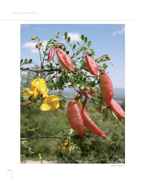 Flora Vascular de AndalucÃ­a Oriental - Biblioteca digital del Real ...