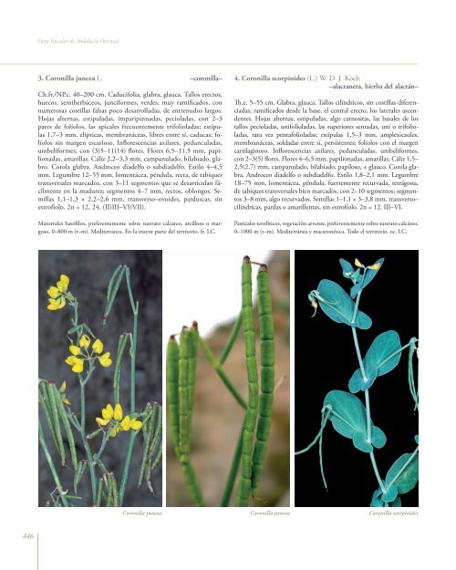 Flora Vascular de AndalucÃ­a Oriental - Biblioteca digital del Real ...