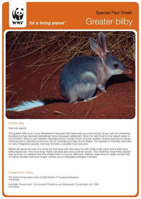 Greater bilby - wwf - Australia