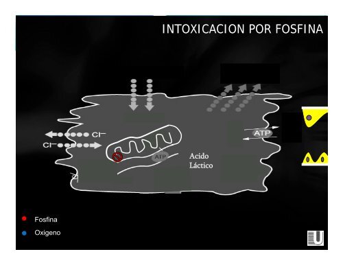 fosfuro de zinc - Reeme.arizona.edu