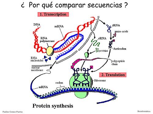 Alineamiento de secuencias biolÃ³gicas (pdf).