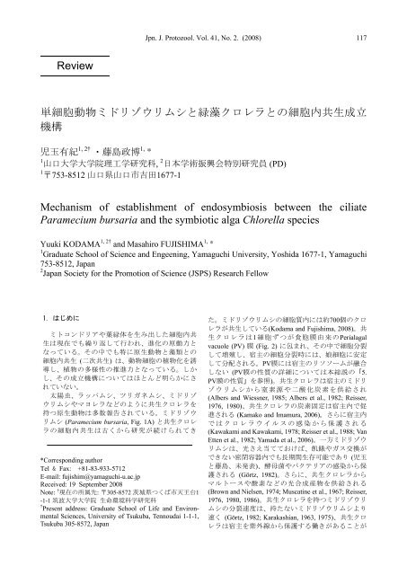 単細胞動物ミドリゾウリムシと緑藻クロレラとの細胞 ... - 日本原生動物学会