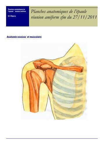 Planches anatomiques de l'Ã©paule rÃ©union amiform sfm du 27/11 ...