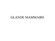 GLANDE MAMMAIRE